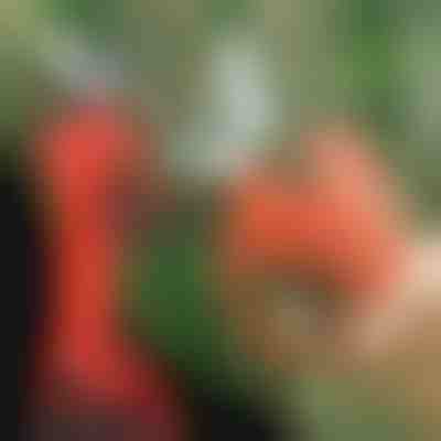 Електрическа ножица  | WHIZZPRUNER