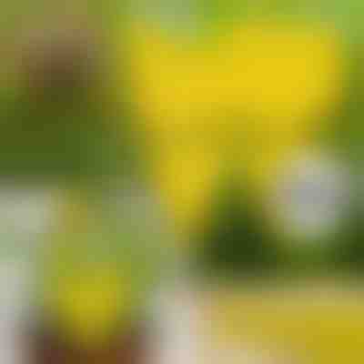 Лепкави Капани за Мухи (10 бр.) | BUGILURE